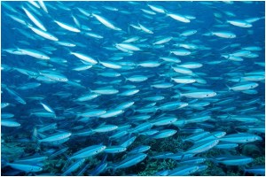 poissons-6eme poissons-6eme