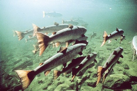 la loire un long fleuve la loire un long fleuve