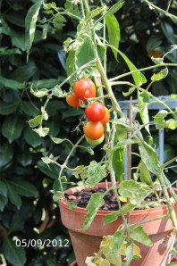 Expérience de culture hors-sol 3