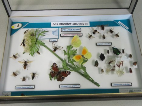 La disparition des abeilles1