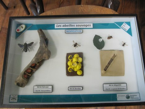 La disparition des abeilles2