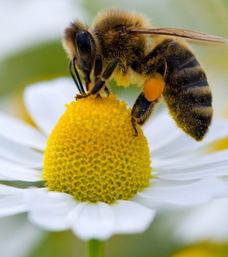 les-abeilles-ne-parviennent-plus-a-reconnaitre-les-fleurs-quand-elles-ont-ete-en-contact-avec-les-emissions-de-moteur-diesel_63028_wide