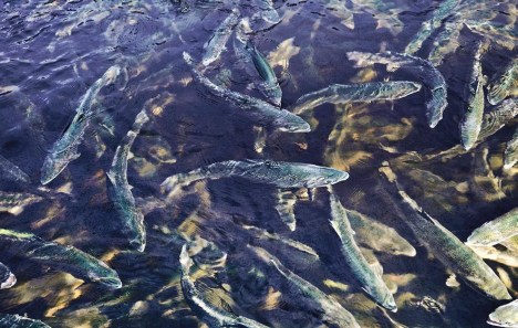 12 Photo 1 Elevage saumons