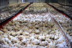 FRANCE-AGRICULTURE-CHICKEN